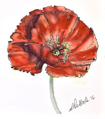 Argyll Poppy